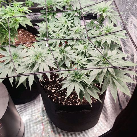 Gelato #45 No.1 growlog timeline photo