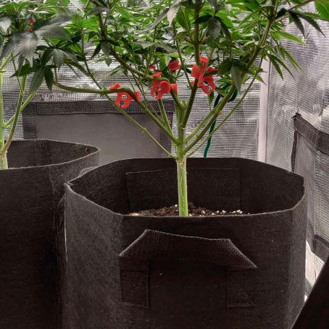 Gelato #45 No.1 growlog timeline photo
