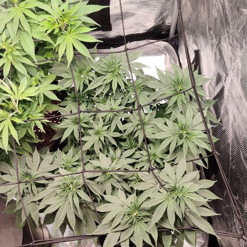 Gelato #45 No.1 growlog timeline photo
