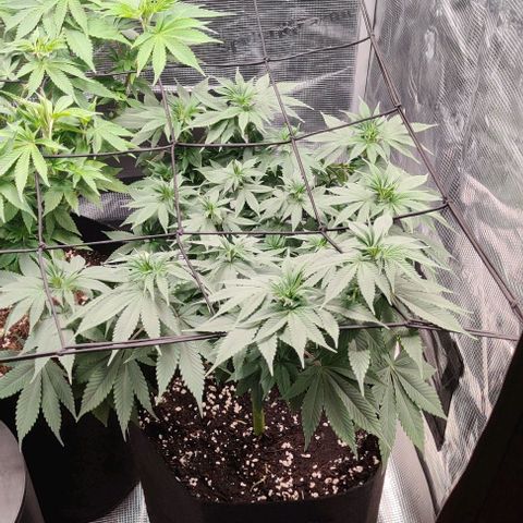 Gelato #45 No.1 growlog timeline photo