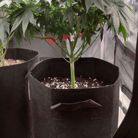 Gelato #45 No.1 growlog timeline photo