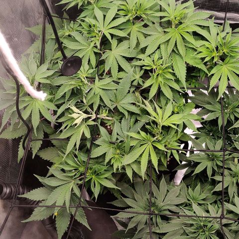 Gelato #45 No.2 growlog timeline photo