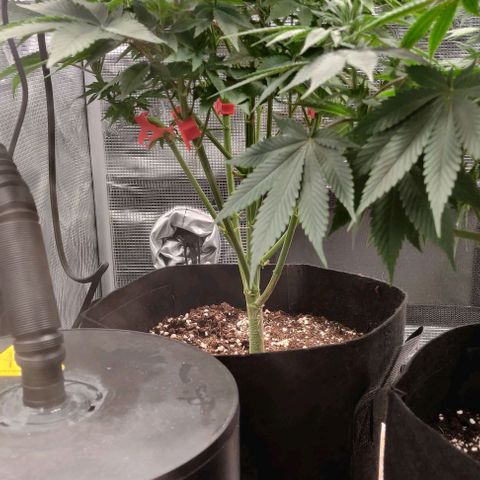 Gelato #45 No.2 growlog timeline photo
