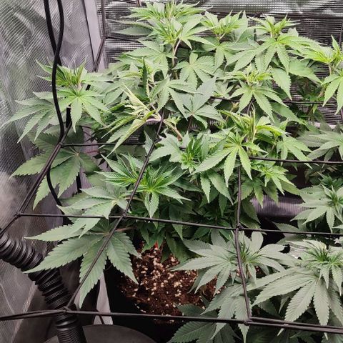 Gelato #45 No.2 growlog timeline photo