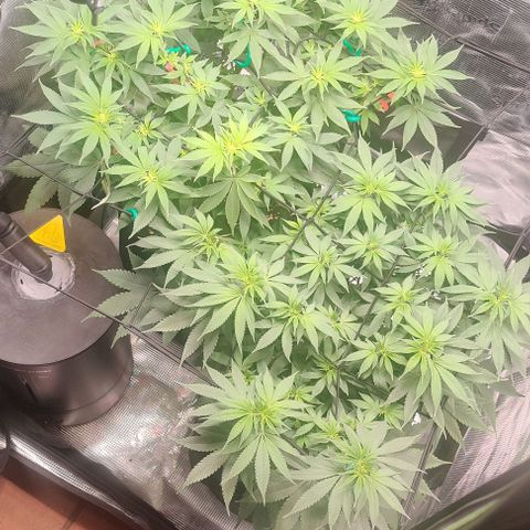 Gelato #45 No.1 growlog photo: Blütetag 6, nächstes Mal mehr entlauben vor dem flip