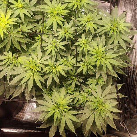 Gelato #45 No.1 growlog photo: Blütetag 6, nächstes Mal mehr entlauben vor dem flip