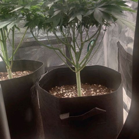 Gelato #45 No.1 growlog photo: Blütetag 6, nächstes Mal mehr entlauben vor dem flip
