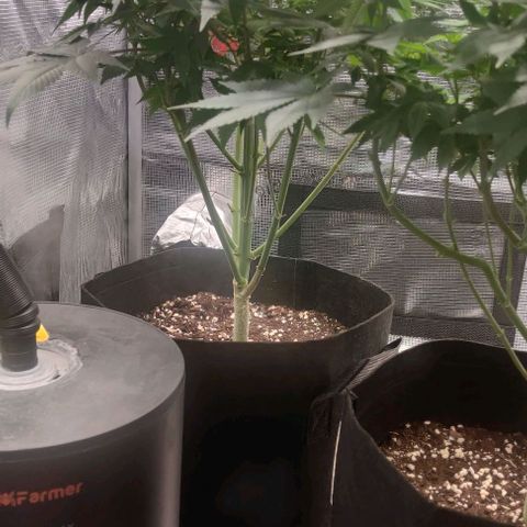 Gelato #45 No.2 growlog timeline photo
