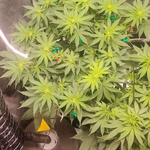 Gelato #45 No.2 growlog timeline photo