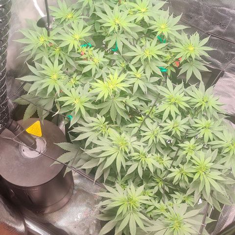 Gelato #45 No.2 growlog timeline photo