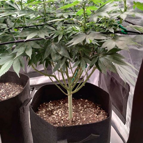 Gelato #45 No.1 growlog timeline photo