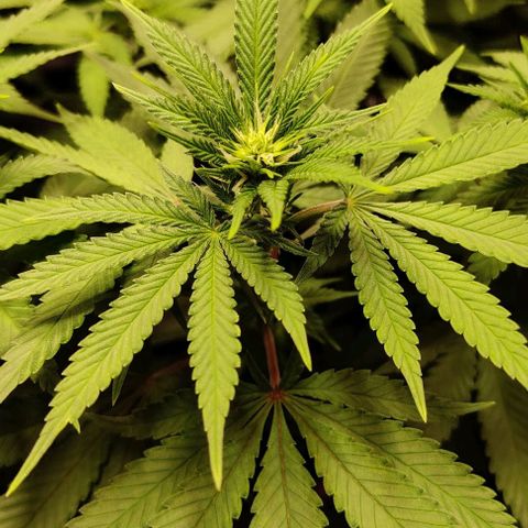 Gelato #45 No.1 growlog timeline photo
