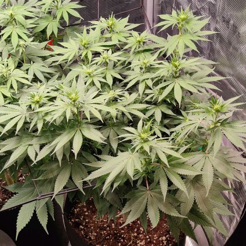 Gelato #45 No.1 growlog timeline photo