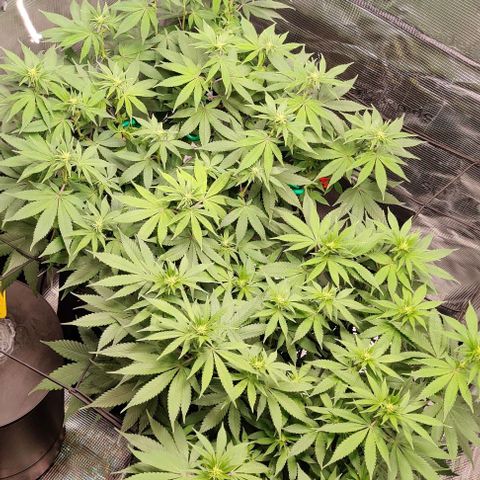 Gelato #45 No.1 growlog photo: Blütewoche 2