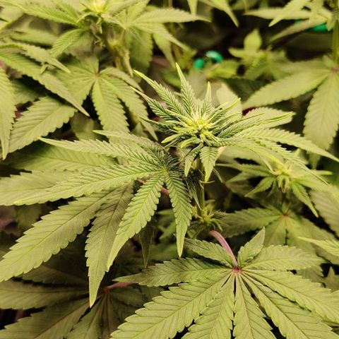Gelato #45 No.2 growlog timeline photo