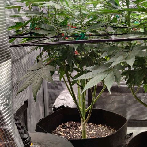 Gelato #45 No.2 growlog timeline photo