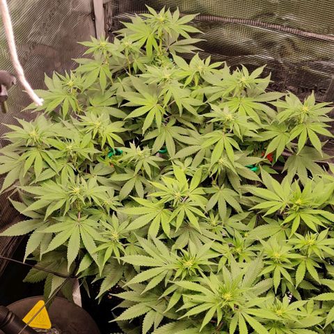 Gelato #45 No.2 growlog timeline photo