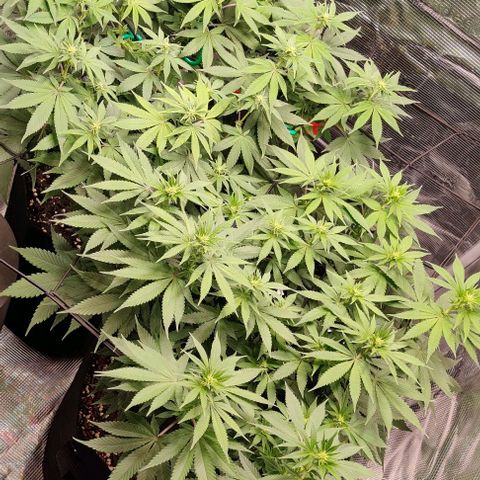 Gelato #45 No.2 growlog photo: Blütewoche 2