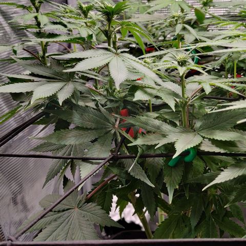 Gelato #45 No.2 growlog timeline photo
