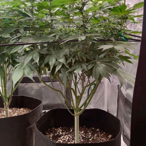 Gelato #45 No.1 growlog timeline photo