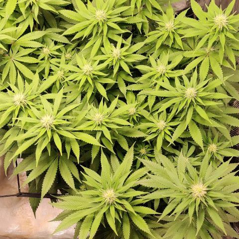 Gelato #45 No.1 growlog timeline photo