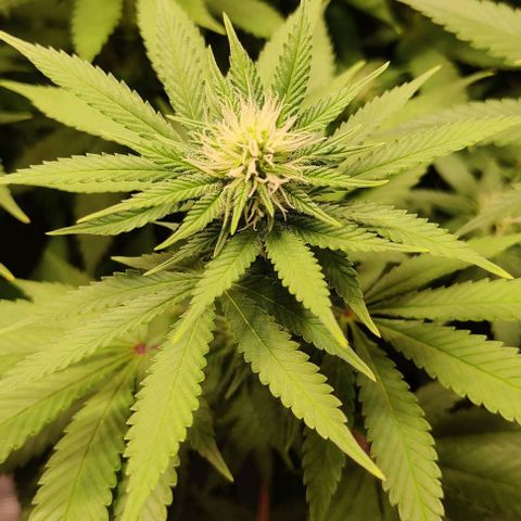 Gelato #45 No.1 growlog timeline photo