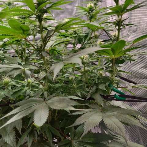 Gelato #45 No.1 growlog timeline photo