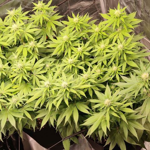 Gelato #45 No.1 growlog photo: Ende blütewoche 2