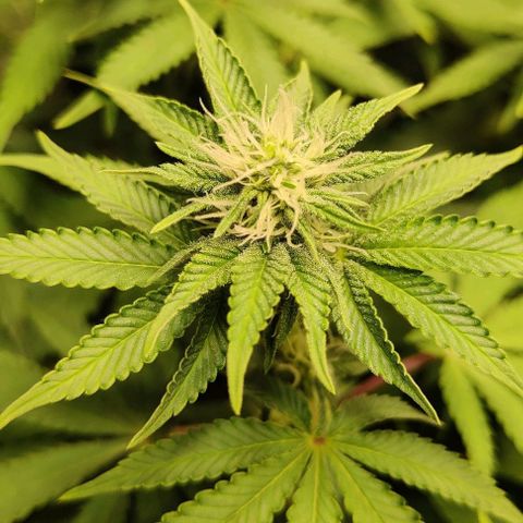 Gelato #45 No.2 growlog timeline photo