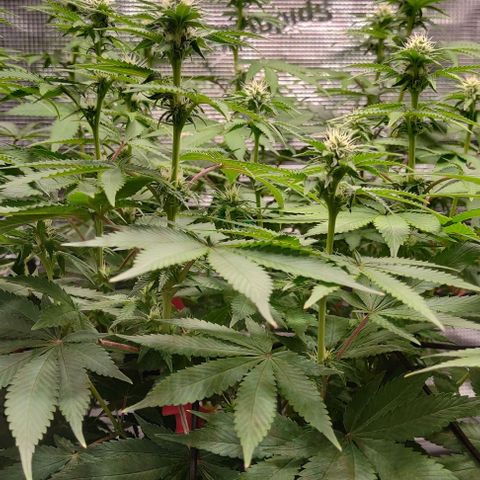 Gelato #45 No.2 growlog timeline photo
