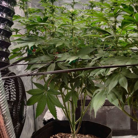 Gelato #45 No.2 growlog timeline photo