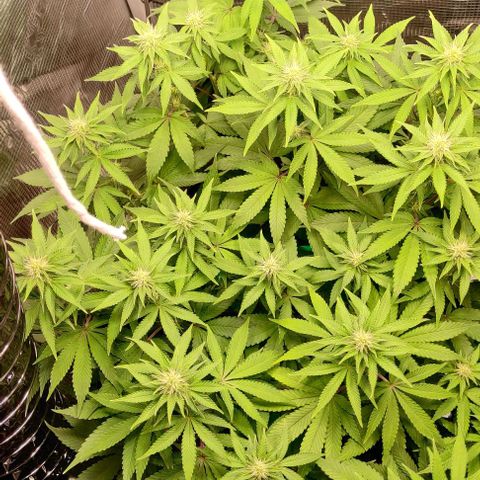 Gelato #45 No.2 growlog timeline photo