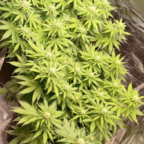 Gelato #45 No.2 growlog photo: Ende blütewoche 2 