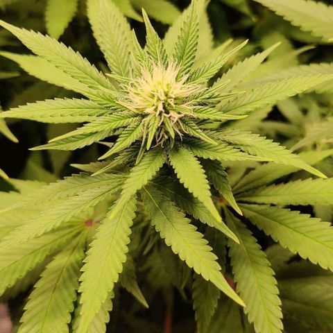 Gelato #45 No.1 growlog timeline photo