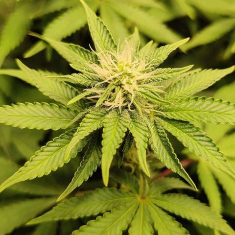 Gelato #45 No.2 growlog timeline photo