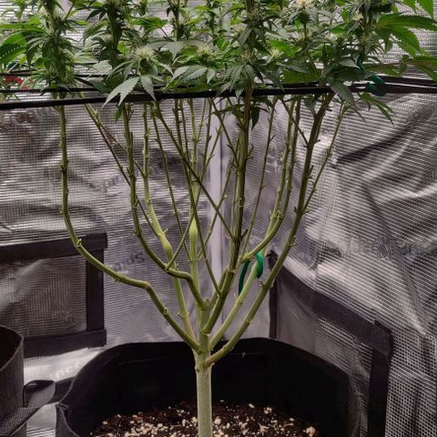 Gelato #45 No.1 growlog photo: Lollipop nach Woche 3