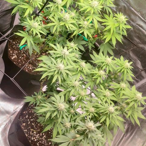 Gelato #45 No.1 growlog photo: Lollipop nach Woche 3