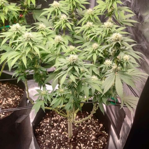Gelato #45 No.1 growlog photo: Lollipop nach Woche 3