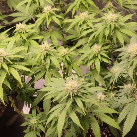 Gelato #45 No.1 growlog photo: Lollipop nach Woche 3