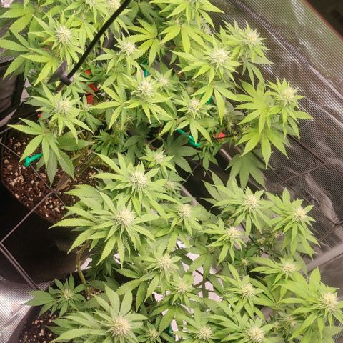 Gelato #45 No.2 growlog photo: Lollipop nach Woche 3 