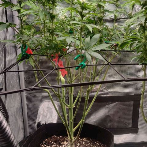 Gelato #45 No.2 growlog photo: Lollipop nach Woche 3 