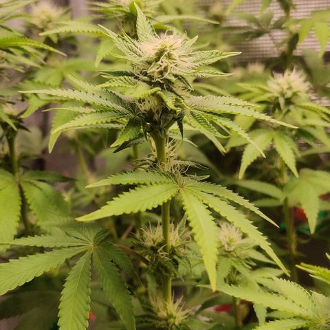 Gelato #45 No.2 growlog photo: Lollipop nach Woche 3 