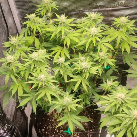 Gelato #45 No.2 growlog photo: Lollipop nach Woche 3 