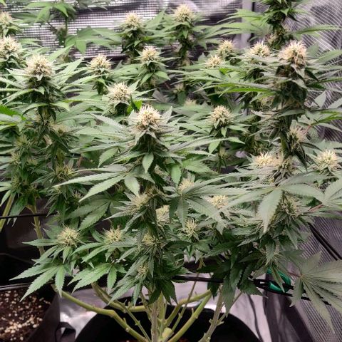 Gelato #45 No.1 growlog photo: Blütewoche 4