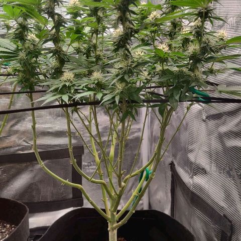 Gelato #45 No.1 growlog photo: Blütewoche 4