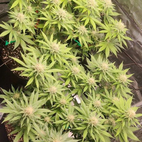 Gelato #45 No.1 growlog photo: Blütewoche 4