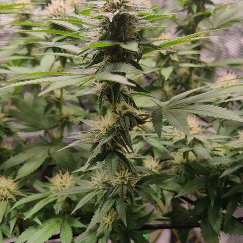 Gelato #45 No.1 growlog photo: Blütewoche 4
