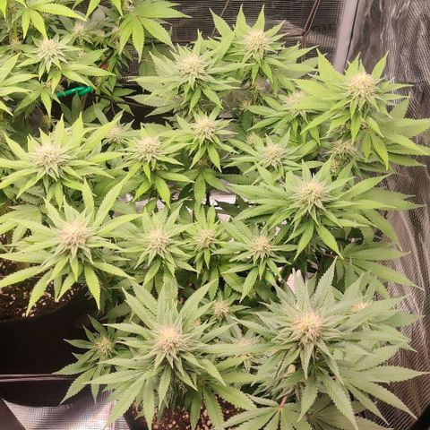 Gelato #45 No.1 growlog photo: Blütewoche 4