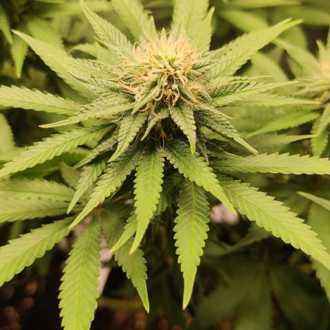 Gelato #45 No.1 growlog photo: Blütewoche 4
