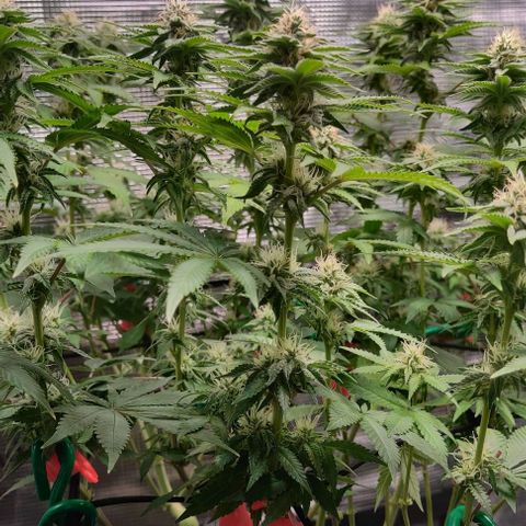 Gelato #45 No.2 growlog timeline photo